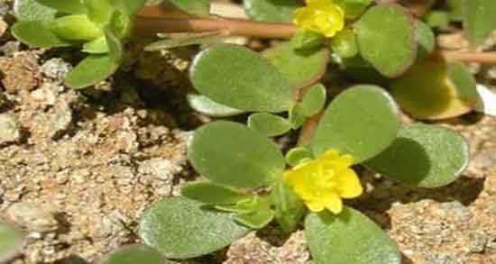 مضرات عرق خرفه ؛ مضرات مصرف عرق خرفه برای اسپرم مردان