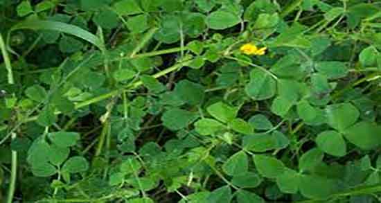 مضرات عرق یونجه برای کودکان ؛ عوارض مصرف عرق یونجه برای اطفال