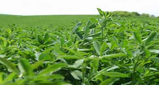 مضرات عرق یونجه در بارداری ؛ ایا عرق یونجه در بارداری مضر است