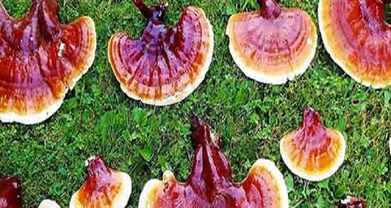 مضرات قارچ گانودرما چیست ؛ موارد منع مصرف قارچ گانودرما مضرات قارچ گانودرما چیست ؛ موارد منع مصرف قارچ گانودرما