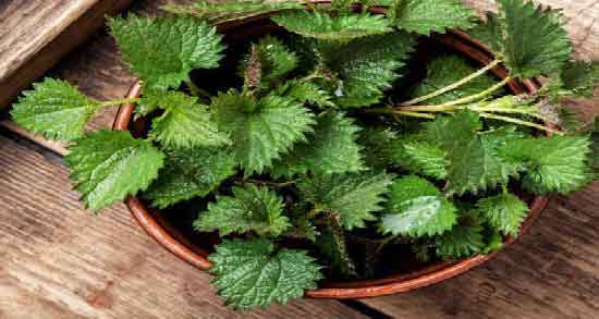 مضرات مصرف دمنوش گزنه و همه چیز درباره مضرات دمنوش گزنه برای سلامتی مضرات مصرف دمنوش گزنه ؛ همه چیز درباره مضرات دمنوش گزنه برای سلامتی