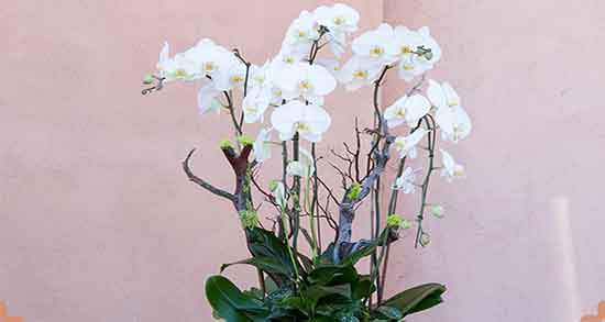 مضرات وانیل و بکینگ پودر ؛ عوارض مصرف وانیل و بکینگ پودر برای زخم معده مضرات وانیل و بکینگ پودر ؛ عوارض مصرف وانیل و بکینگ پودر برای زخم معده