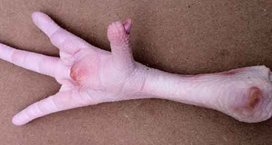 مضرات پای مرغ برای سگ ؛ ایا مصرف پای مرغ برای حیوانات مضر است