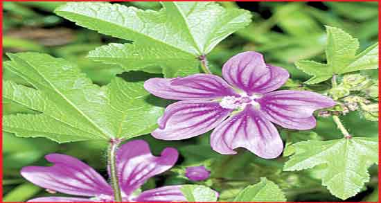 مضرات پنیرک برای زنان ؛ آیا گیاه پنیرک برای خونریزی زنان مفید است