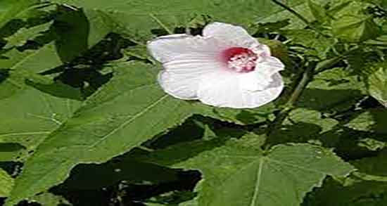 مضرات پنیرک برای مردان ؛ عوارض مصرف پنیرک برای اسپرم اقایان مضرات پنیرک برای مردان ؛ عوارض مصرف پنیرک برای اسپرم اقایان