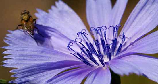 مضرات کاسنی برای بدن و عوارض مصرف کاسنی برای دیابت بارداری مضرات کاسنی برای بدن ؛ عوارض مصرف کاسنی برای دیابت بارداری