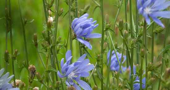 مضرات کاسنی برای کبد ؛ ایا خوردن عرق کاسنی برای کبد چرب مضره