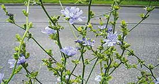 مضرات کاسنی و عوارض مصرف کاسنی در دوران بارداری چیست مضرات کاسنی ؛ عوارض مصرف کاسنی در دوران بارداری چیست