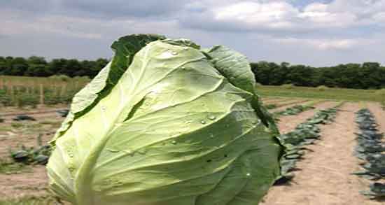 مضرات کلم برگ قرمز و عوارض مصرف کلم برگ قرمز برای فشار خون مضرات کلم برگ قرمز ؛ عوارض مصرف کلم برگ قرمز برای فشار خون