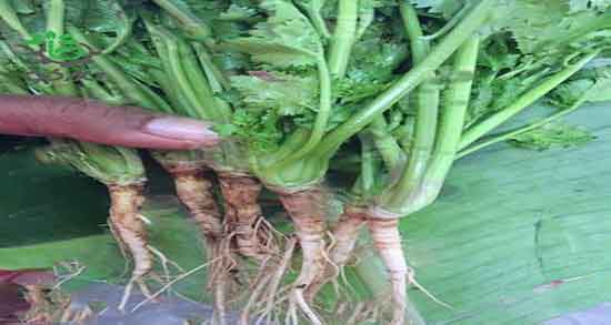 مضرات گشنیز برای زن باردار ؛ ایا گشنیز پلو برای زنان باردار مضره مضرات گشنیز برای زن باردار ؛ ایا گشنیز پلو برای زنان باردار مضره