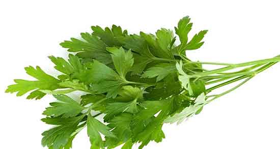 مضرات گشنیز تازه ؛ عوارض مصرف گشنیز تازه برای زنان باردار چیست مضرات گشنیز تازه ؛ عوارض مصرف گشنیز تازه برای زنان باردار چیست