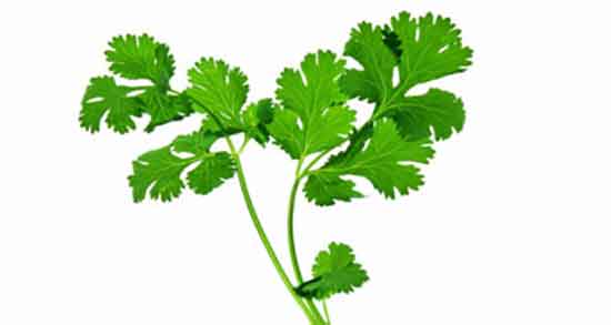 مضرات گشنیز چیست ؛ عوارض مصرف گشنیز برای بدن انسان چیست مضرات گشنیز چیست ؛ عوارض مصرف گشنیز برای بدن انسان چیست