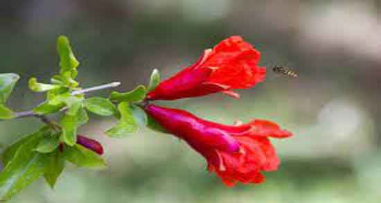 مضرات گل انار ؛ همه چیز درباره عوارض استفاده از گل انار مضرات گل انار ؛ همه چیز درباره عوارض استفاده از گل انار