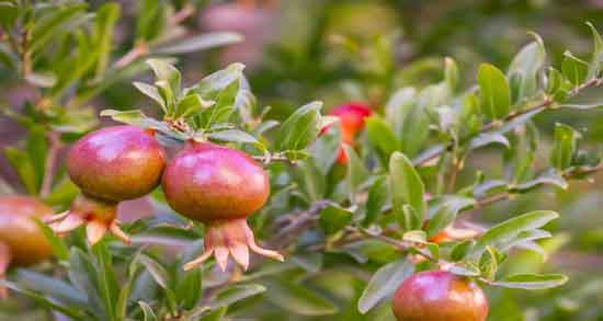 مضرات گل انار فارسی ؛ استفاده از گل انار فارسی چه مضراتی برای بدن دارد مضرات گل انار فارسی ؛ استفاده از گل انار فارسی چه مضراتی برای بدن دارد