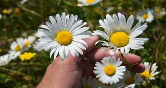 مضرات گل بابونه و بررسی عوارض و مضرات گل بابونه برای سلامتی مضرات گل بابونه ؛ بررسی عوارض و مضرات گل بابونه برای سلامتی