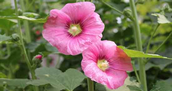 مضرات گل ختمی ؛ آشنایی با عوارض و مضرات استفاده از گل ختمی مضرات گل ختمی ؛ آشنایی با عوارض و مضرات استفاده از گل ختمی