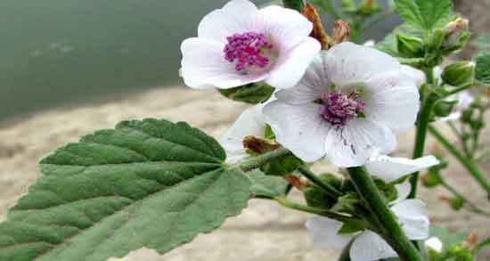 مضرات گل ختمی برای زنان باردار ؛ عوارض استفاده از گل ختمی در دوران بارداری مضرات گل ختمی برای زنان باردار ؛ عوارض استفاده از گل ختمی در دوران بارداری