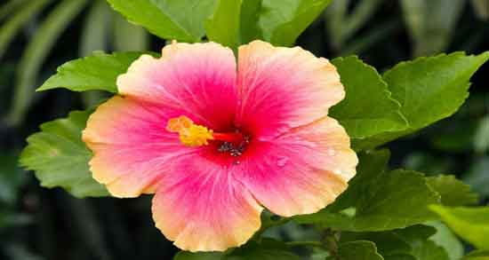 مضرات گل ختمی برای نوزادان ؛ همه چیز درباره مضرات استفاده از گل ختمی برای نوزادان