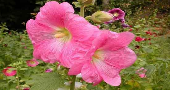 مضرات گل ختمی برای پوست ؛ عوارض و مضرات استفاده از گل ختمی برای پوست