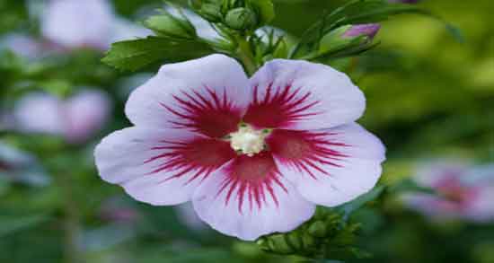 مضرات گل ختمی برای کودکان ؛ آیا گل ختمی برای کودکان مضر است؟ مضرات گل ختمی برای کودکان ؛ آیا گل ختمی برای کودکان مضر است؟