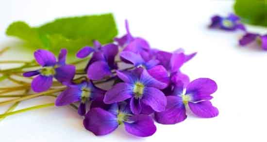 مضرات گل ختمی بنفش ؛ همه چیز درباره عوارض استفاده از گل ختمی بنفش مضرات گل ختمی بنفش ؛ همه چیز درباره عوارض استفاده از گل ختمی بنفش