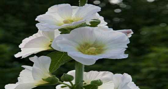 مضرات گل ختمی سفید ؛ استفاده از گل ختمی سفید چه ضرری دارد؟ مضرات گل ختمی سفید ؛ استفاده از گل ختمی سفید چه ضرری دارد؟