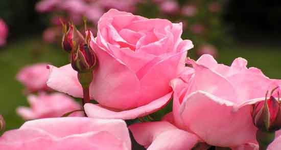 مضرات گل محمدی برای زنان باردار ؛ بررسی عوارض مصرف گل محمدی در بارداری مضرات گل محمدی برای زنان باردار ؛ بررسی عوارض مصرف گل محمدی در بارداری