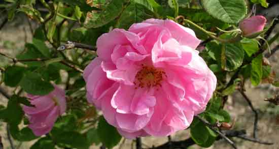 مضرات گل محمدی برای مردان ؛ استفاده از گل محمدی چه ضرری برای سلامت مردان دارد؟ مضرات گل محمدی برای مردان ؛ استفاده از گل محمدی چه ضرری برای سلامت مردان دارد؟