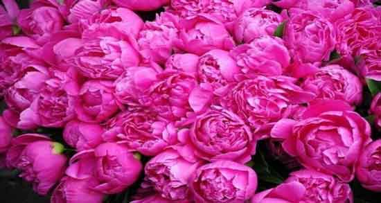 مضرات گل محمدی در بارداری ؛ استفاده از گل محمدی چه ضرری برای زنان باردار دارد؟ مضرات گل محمدی در بارداری ؛ استفاده از گل محمدی چه ضرری برای زنان باردار دارد؟