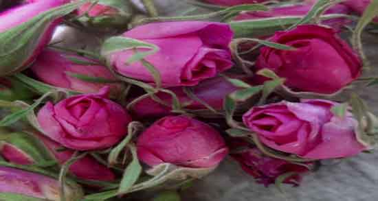 مضرات گل محمدی ؛ بررسی عوارض و مضرات استفاده از گل محمدی