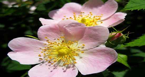 مضرات گل نسترن ؛ همه چیز درباره عوارض و مضرات مصرف گل نسترن