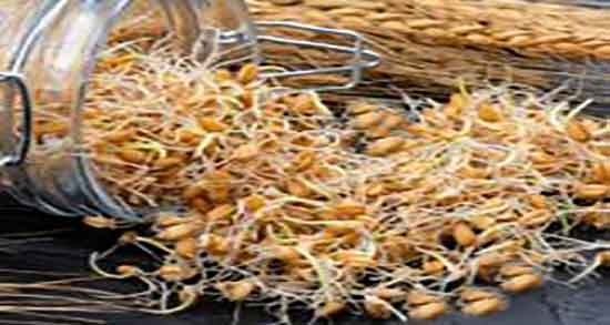 نحوه مصرف خردل ؛ دستور استفاده از دانه خردل برای تقویت حافظه