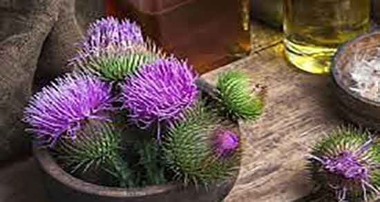 نحوه مصرف عرق خار مریم ؛ دستور استفاده از عرق خار مریم چگونه است