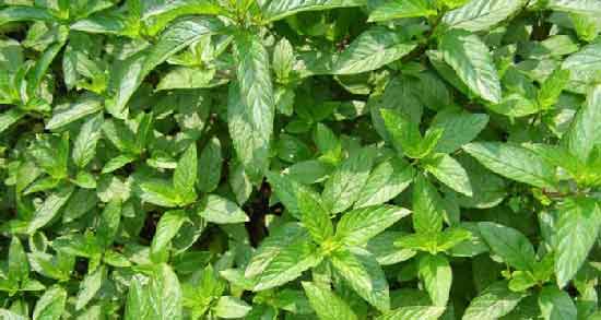 نعناع فلفلی برای یبوست ؛ فواید مصرف نعناع فلفلی برای درمان یبوست