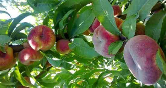 هلو انجیری برای سگ ؛ ایا خوردن هلو انجیری برای توله سگ خوب است