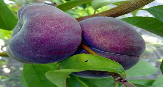 هلو انجیری برای فشار خون و کنترل فشارخون با خوردن هلو انجیری زعفرانی هلو انجیری برای فشار خون ؛ کنترل فشارخون با خوردن هلو انجیری زعفرانی