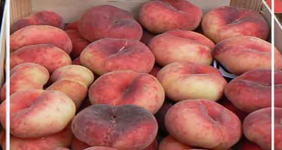 هلو انجیری برای لاغری و خواص هلو انجیری برای لاغری شکم و پهلو هلو انجیری برای لاغری ؛ خواص هلو انجیری برای لاغری شکم و پهلو