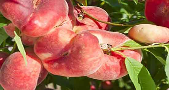 هلو انجیری و قند خون ؛ خواص مصرف هلو انجیری برای کنترل دیابت هلو انجیری و قند خون ؛ خواص مصرف هلو انجیری برای کنترل دیابت