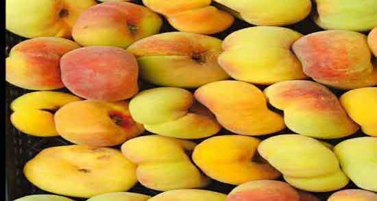 هلو انجیری و لاغری ؛ طبع هلو انجیری برای لاغری گرم است یا سرد هلو انجیری و لاغری ؛ طبع هلو انجیری برای لاغری گرم است یا سرد