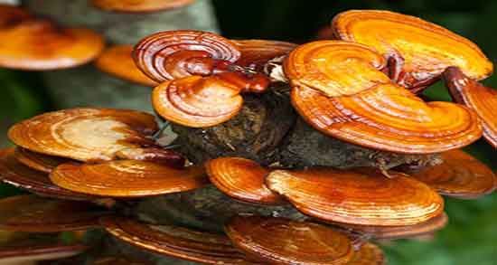 همه چیز درباره قارچ گانودرما ؛ خواص قارچ گانودرما برای لاغری همه چیز درباره قارچ گانودرما ؛ خواص قارچ گانودرما برای لاغری