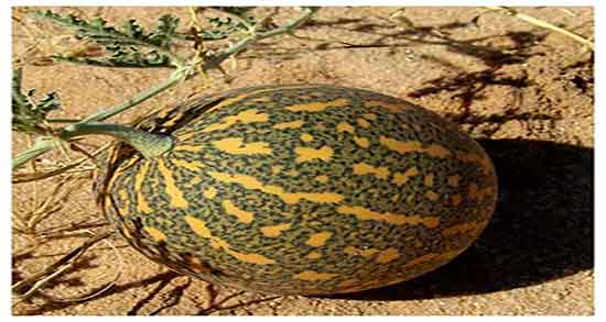 هندوانه ابوجهل برای دندان ؛ خواص هندوانه ابوجهل برای دندان درد هندوانه ابوجهل برای دندان ؛ خواص هندوانه ابوجهل برای دندان درد