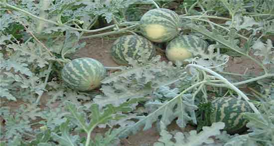 هندوانه ابوجهل برای دیابت ؛ خاصیت هندوانه ابوجهل برای قند خون هندوانه ابوجهل برای دیابت ؛ خاصیت هندوانه ابوجهل برای قند خون