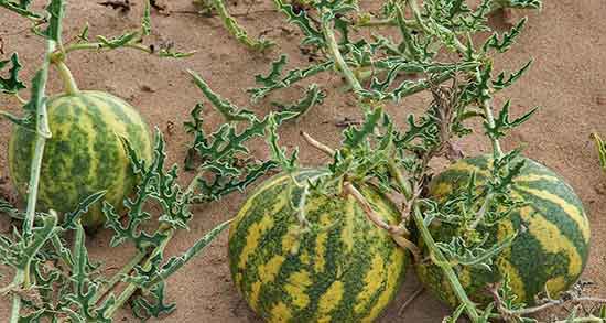 هندوانه ابوجهل برای فشار خون ؛ خوردن هندوانه ابوجهل برای فشار خون هندوانه ابوجهل برای فشار خون ؛ خوردن هندوانه ابوجهل برای فشار خون