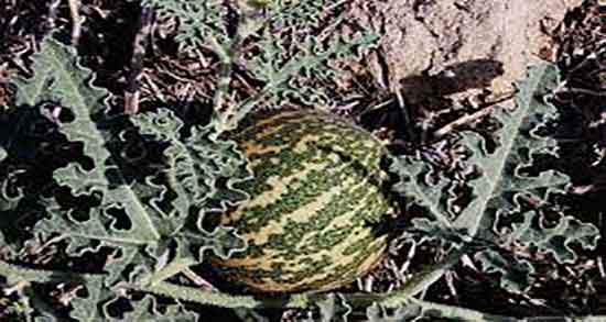 هندوانه ابوجهل برای یبوست ؛ ایا هندوانه ابوجهل برای دل درد خوب است هندوانه ابوجهل برای یبوست ؛ ایا هندوانه ابوجهل برای دل درد خوب است