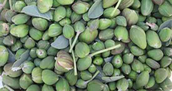 هندوانه ابوجهل خشک شده ؛ هندوانه ابوجهل خشک شده برای یبوست هندوانه ابوجهل خشک شده ؛ هندوانه ابوجهل خشک شده برای یبوست