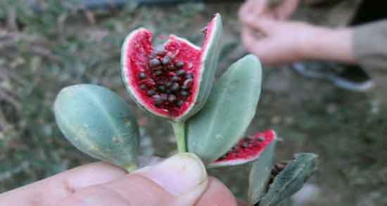 هندوانه ابوجهل در کجا میروید ؛ ایا بوته هندوانه ابوجهل در خانه رشد میکند هندوانه ابوجهل در کجا میروید ؛ ایا بوته هندوانه ابوجهل در خانه رشد میکند