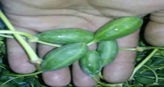 هندوانه ابوجهل و دندان ؛ مصرف هندوانه ابوجهل و ترمیم لثه زخم شده هندوانه ابوجهل و دندان ؛ مصرف هندوانه ابوجهل و ترمیم لثه زخم شده