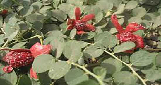 هندوانه ابوجهل و دیابت ؛ ایا هندوانه ابوجهل برای دیابت مفید است هندوانه ابوجهل و دیابت ؛ ایا هندوانه ابوجهل برای دیابت مفید است