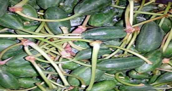 هندوانه ابوجهل و سقط جنین ؛ ایا هندوانه ابوجهل برای سقط جنین مفیده