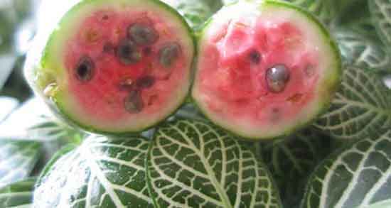 هندوانه ابوجهل و سینوزیت ؛ خاصیت مصرف هندوانه ابوجهل برای سر درد هندوانه ابوجهل و سینوزیت ؛ خاصیت مصرف هندوانه ابوجهل برای سر درد